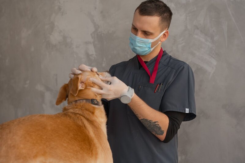 طبيب بيطري يفحص حيوانًا أليفًا في عيادة حديثة مرخصة ببلدية أبوظبي
